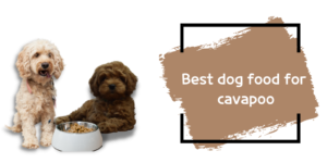 Best dog food for cavapoo