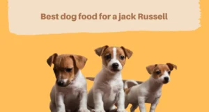 What’s the Best Dog Food for a Jack Russell