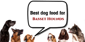 Best dog food for basset hounds