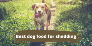 Best dog food for shedding