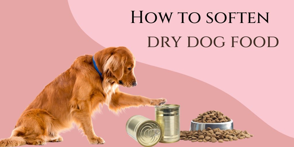 How to soften dry dog food?