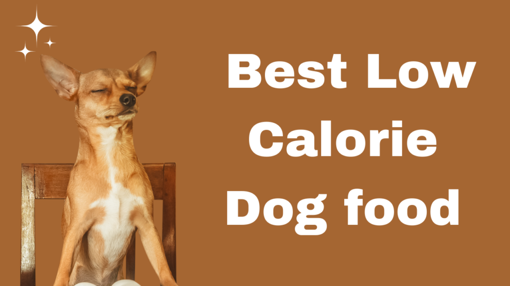 Purple Pet Dog YouTube Thumbnail Best low calorie dog food