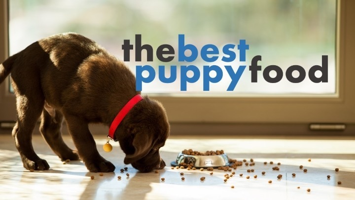 Best dog food for puppies of small breed