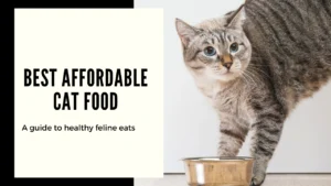Best affordable cat food