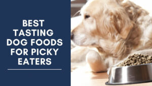 Best food for picky dogs