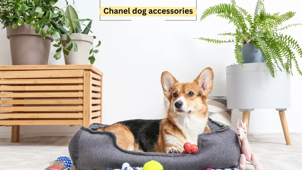 Chanel dog accessories
