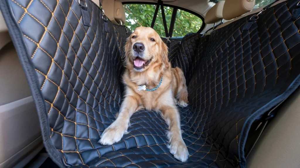 Accessories for dogs in cars