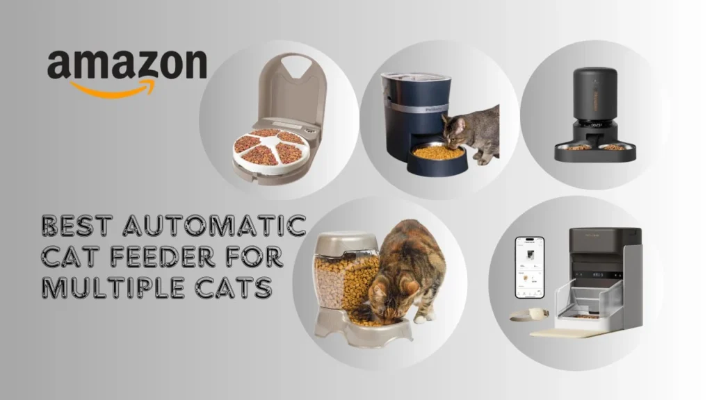 Best automatic cat feeder for multiple cats