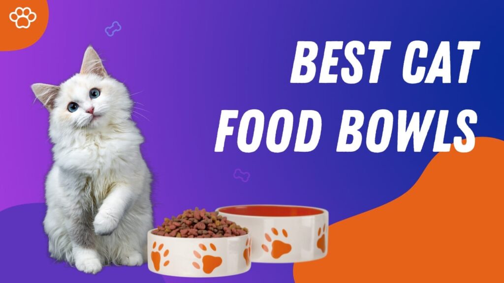 best cat food bowls