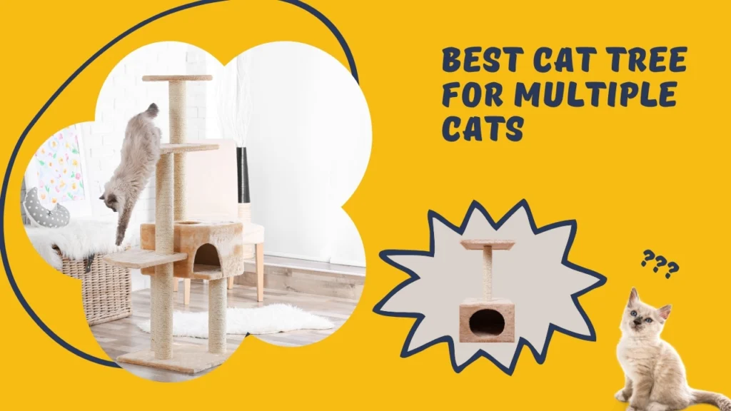 Best cat tree for multiple cats