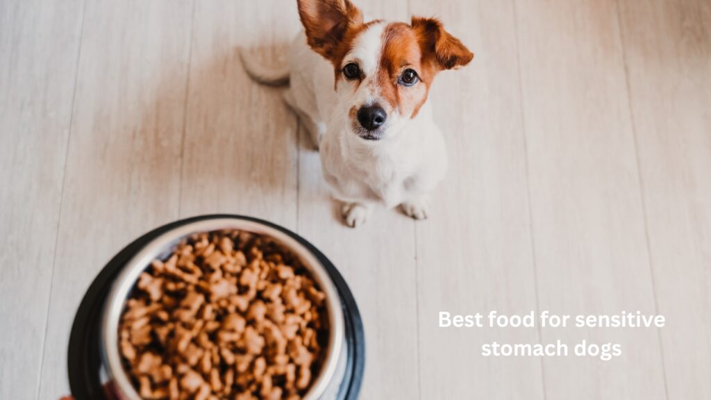 Best food for sensitive stomach dogs