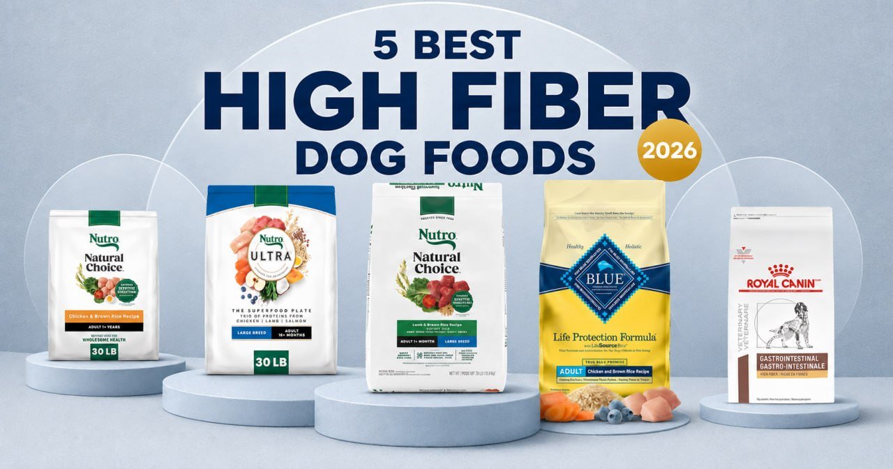 5 best high-fiber dog foods compared