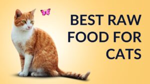 Best raw food for cats