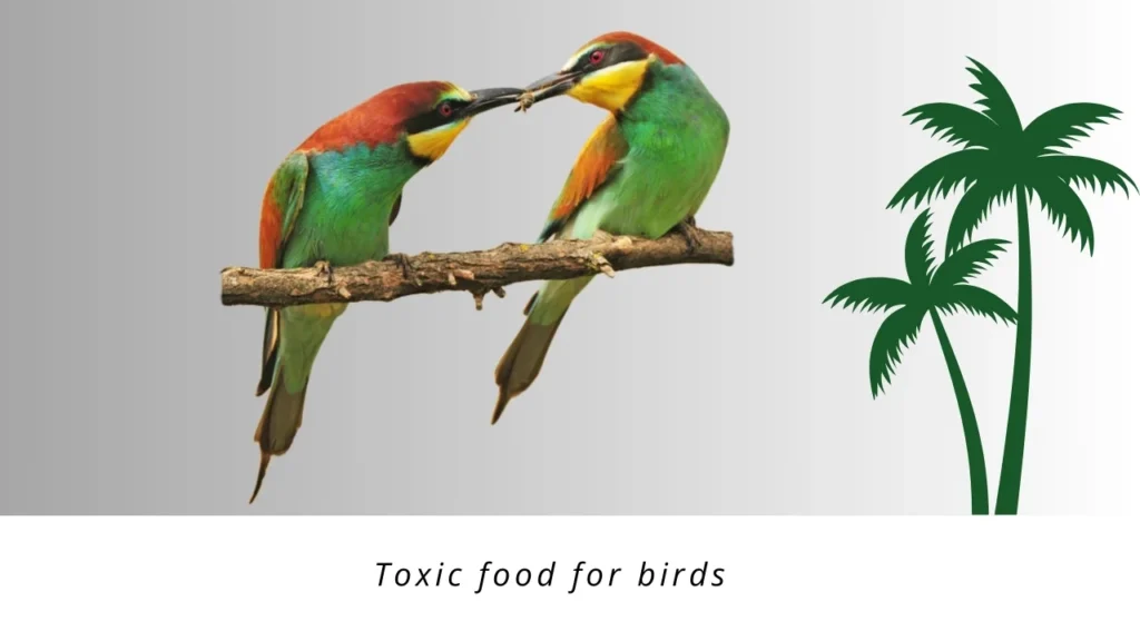 toxic food for birds