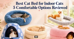 Best cat bed for indoor cats — 5 comfortable options reviewed