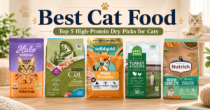 Best cat food — top 5 high-protein dry picks for cats