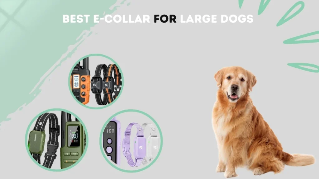 Best e-collar for large dogs