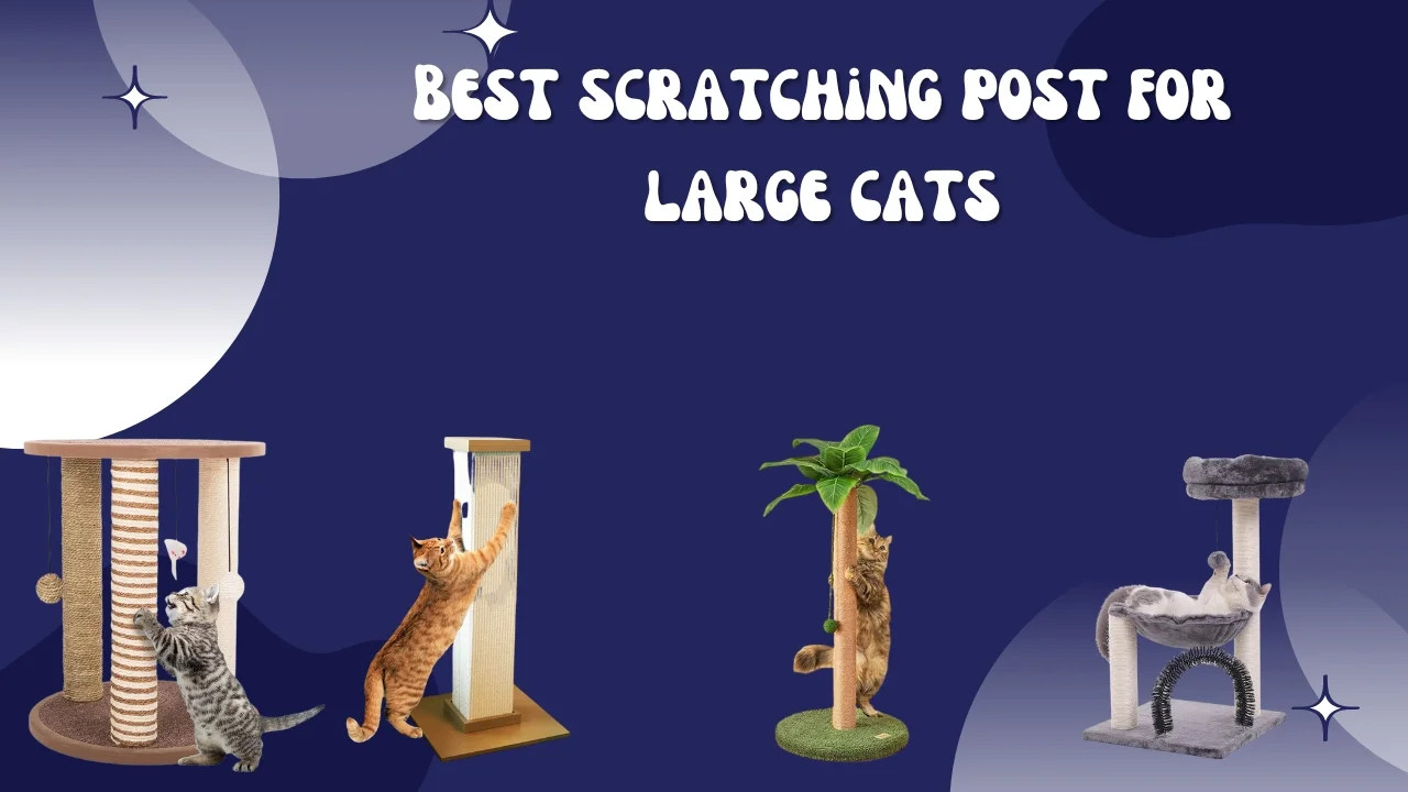 Best scratching post for large cats