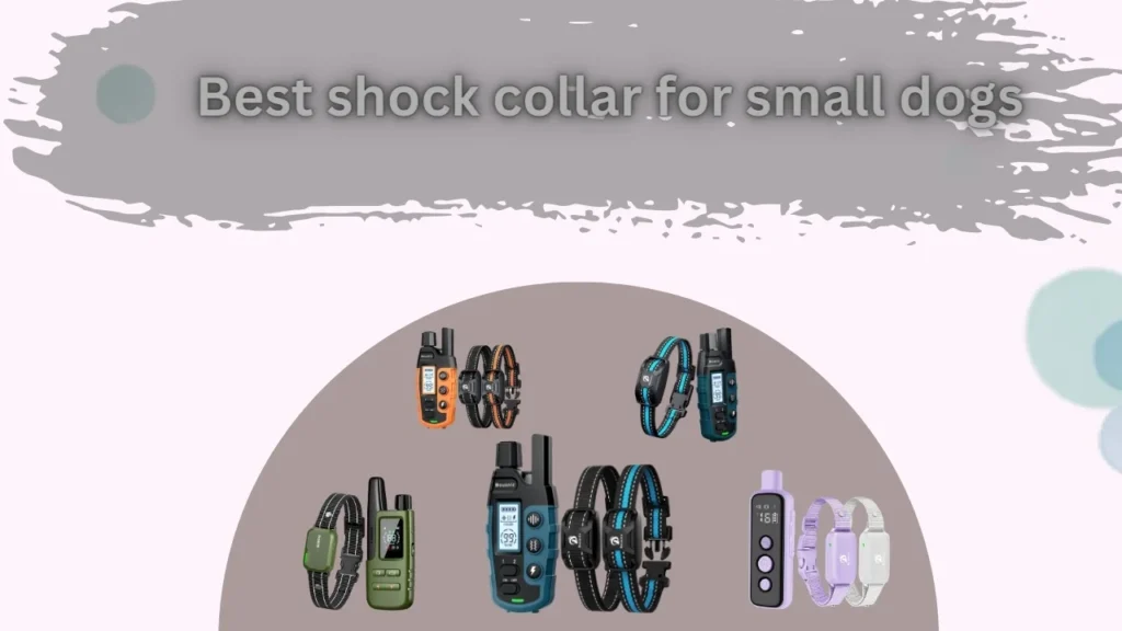 Best shock collar for small dogs