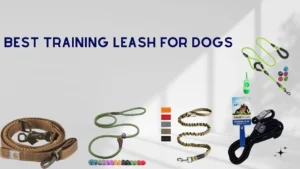 Best training leash for dogs