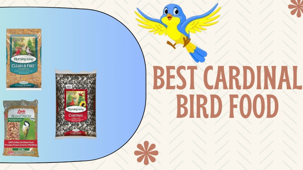 Best cardinal bird food