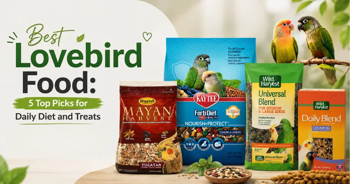 best lovebird food daily diet and treats
