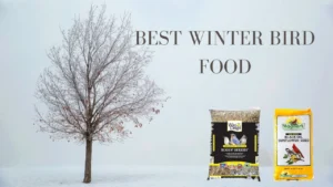 Best winter bird food