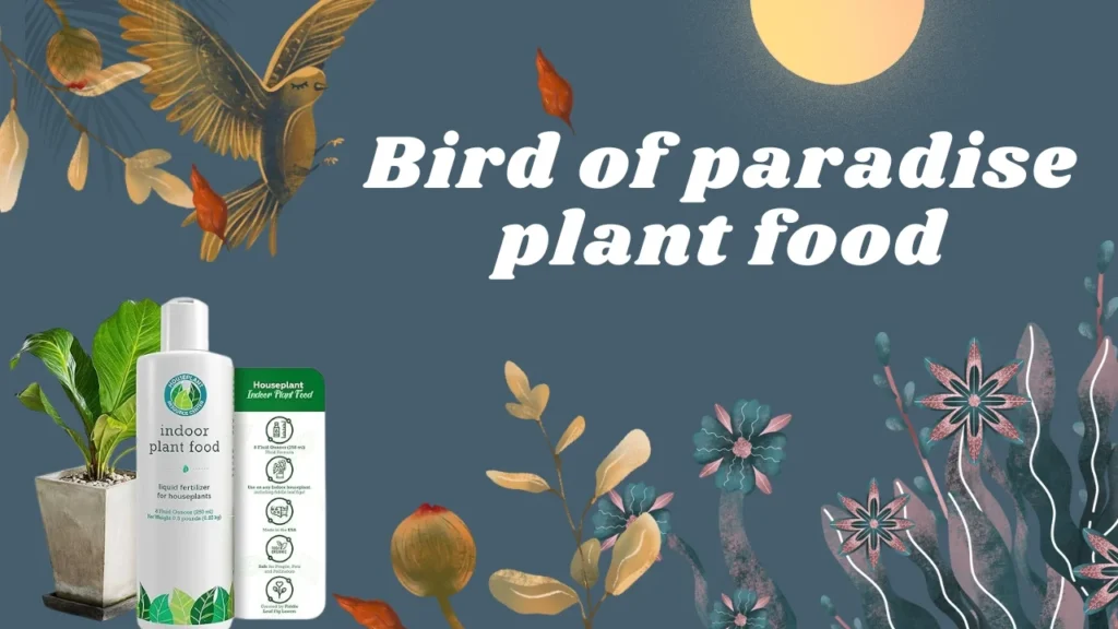 Bird of paradise plant food