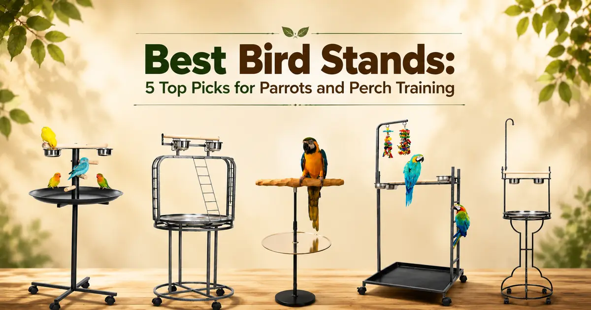 best bird stands for parrots and perch training
