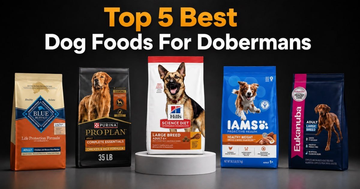 Top 5 best Doberman dog food options compared